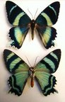 ALCIDES cydnus