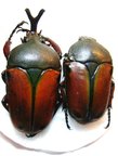 EUDICELLA nyassica Couple