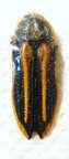 DACTYLOZODES conjuncta