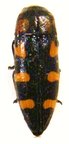 PTOSIMA flavoguttata
