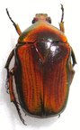 HETERORRHINA triangularis Red
