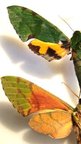 EUCHLORON megaera megaera