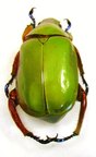 CHRYSINA adolphi M