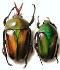 Eudicella woermanni poggei