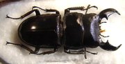 DORCUS titanus titanus M 