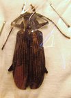 NAVOSOMOPSIS feisthameli F