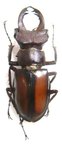 LUCANUS laetus
