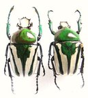 RANZANIA splendens petersiana M