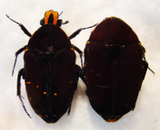 EUCHROEA episcopalis