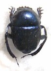 GARRETA nitens