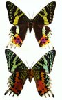 URANIA riphaeus