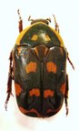 PACHNODA sinuata nicolae M