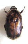 POECILOPHARIS minuta