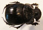 CATHARSIUS crassicornis
