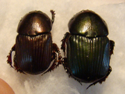 ONITIS nemoralis