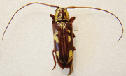 PROSOPOCERA ( Alphitopola ) ochraceomaculata