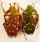 STEPHANORRHINA princeps