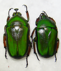 TRIGONOPHORUS pucholti C