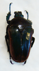 TAURHINA (Neptunides) polychrous var.marginipennis,F (forme nominale)
