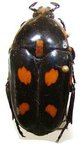 CLEROTA bubda