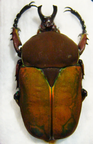 COMPSOCEPHALUS kachovskii kachovskii M