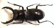 HEXARTHRIUS mandibularis sumatranus M