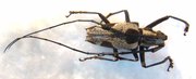 EPEPEOTES sp