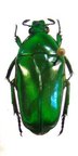 TMESORRHINA laeta burgeoni