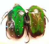 DYMUSIA variabilis teocchii