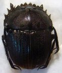 KHEPER aeratus