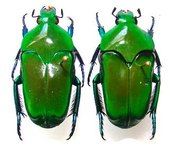 ISCHIOPSOPHA lucivorax