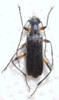 GRAMMOPTERA variegata