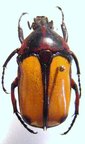 PLAESIORRHINA mhondana f. vacua