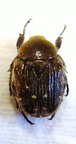 TETRAGONORRHINA induta
