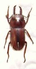 DORCUS elegantulus axis M