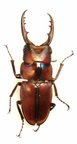 PROSOPOCOILUS suturalis M