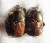 ONITIS picticollis C