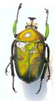 DICRONORHINA derbyana oberthuri