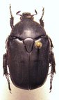 PROTAETIA (Potosia) opaca