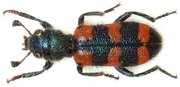 TRICHODES leucopsideus