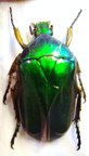 RHOMBORRHINA bossioni M