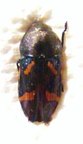 TYNDARIS planata