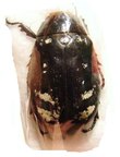 LEPIDIOTA setifrons