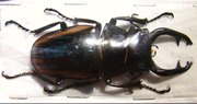 odontolabis stevensi limbata