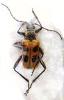 PACHYTA quadrimaculata