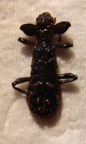 CLERIDAE sp