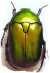 PROTAETIA (Potosia) cuprea cuprea
