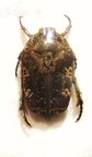 PROTAETIA (Heteroprotaetia) fusca 