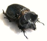 ARCHOPHANES cratericollis