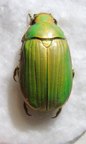 CHRYSINA (Plusiotis) lacordairei